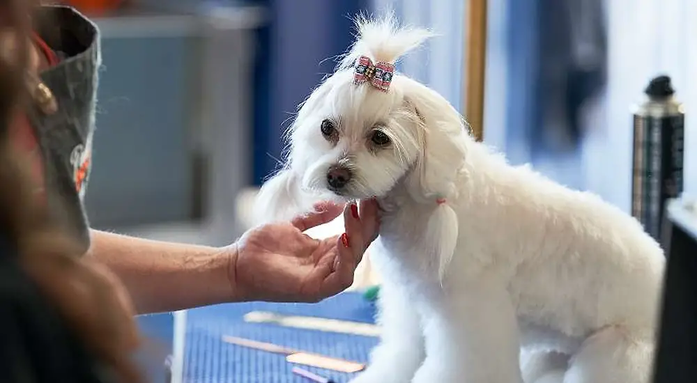 Karvat kiharaan - koirien stailauskisa