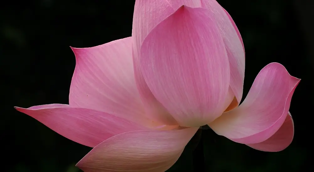 Kauneusleikkauksia Thaimaassa