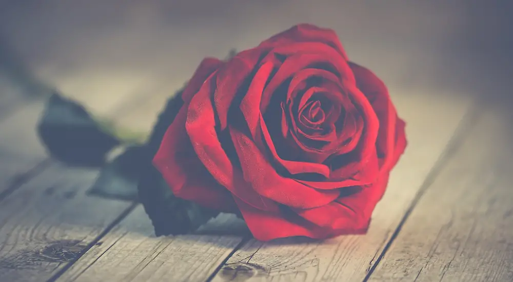 The Bachelor