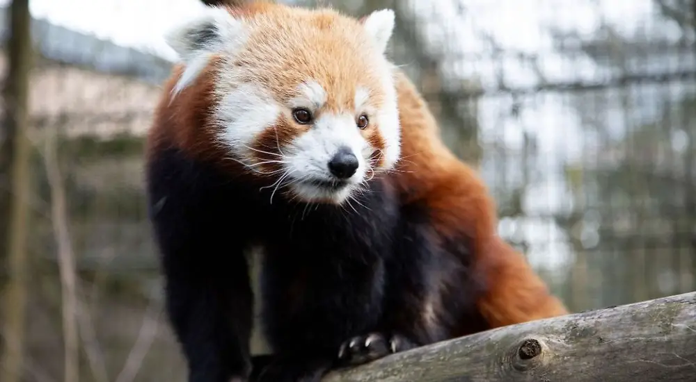 Korkeasaaren Saukkolive