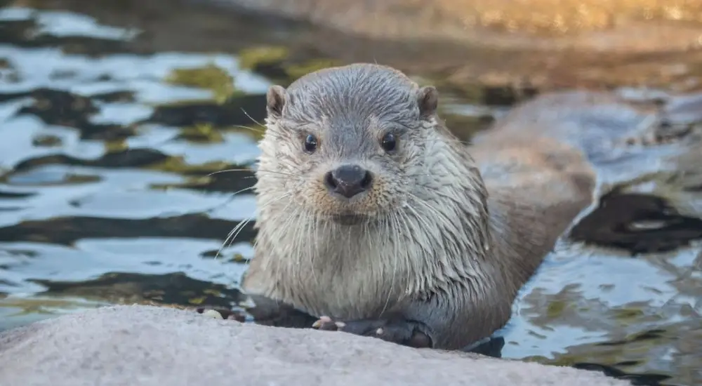 Korkeasaaren Saukkolive