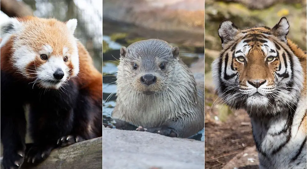 Korkeasaaren Saukkolive