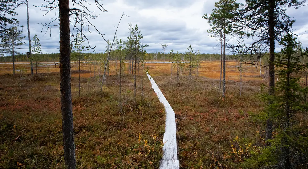 Suomen kaunein koti: Kesämökit